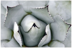 Agave